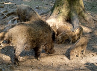 „Tańczący z dzikami”