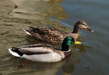 Wspomnienie o Romanie Załęskim