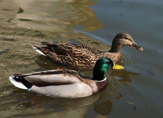 Wspomnienie o Romanie Załęskim