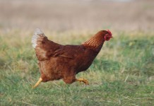 Wspomnienie o Tadeuszu Akackim