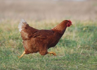 Wspomnienie o Tadeuszu Akackim