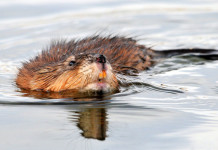 Wspomnienie o Franciszku Witkowskim