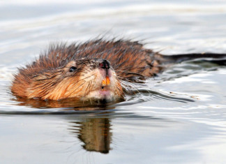 Wspomnienie o Franciszku Witkowskim