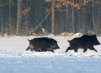 „Przedświąteczne polowanie”