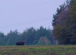 Żubry w Jurzeckim lesie