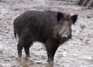 Co zrobić po znalezieniu padłego dzika?