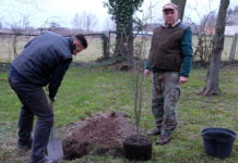 Zasadzenie pamiątkowych dębów w Muzeum Przyrodniczym w Drozdowie