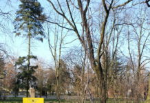 Zasadzenie pamiątkowych dębów w Parku im. Jakuba Wagi w Łomży