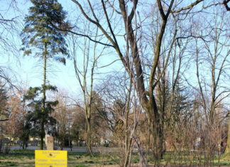 Zasadzenie pamiątkowych dębów w Parku im. Jakuba Wagi w Łomży