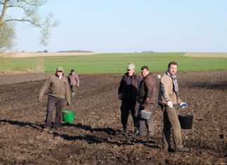 „Wykopki” topinamburu