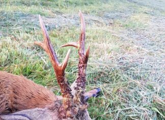 Polowanie na rogacza